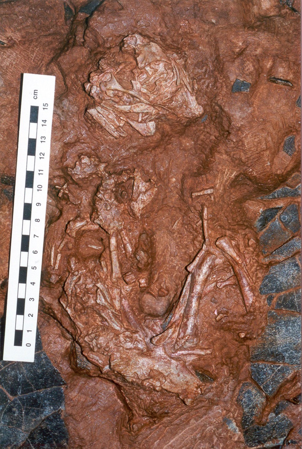  Fóssil de embrião de dinossauro Beibelong é visto sobre cascas de ovos (fragmentos cinza-escuros)  (Foto: Darla Zelenitsky, University of Calgary)
