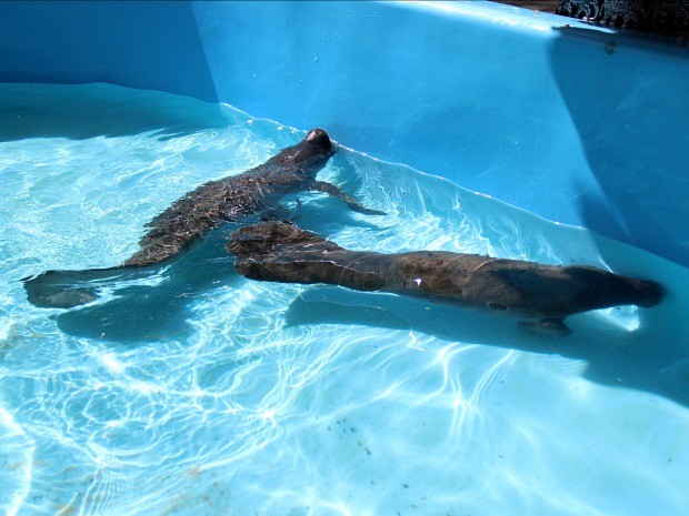 Peixes-bois resgatados em municípios do Amazonas, nesta semana, foram colocados no mesmo tanque (Fot Jamile Alves/G1 AM)
