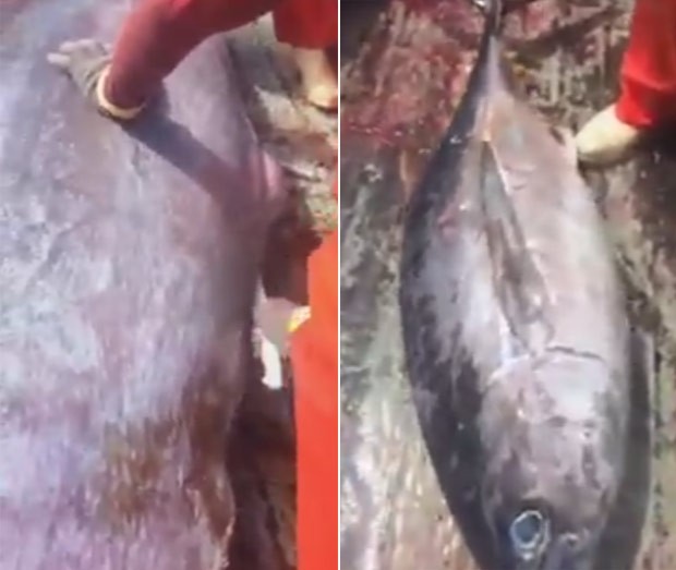 Pescador abre com faca peixe enorme e encontra outro de 22 kg dentro (Foto: Reprodução/Facebook/Whitiangler)