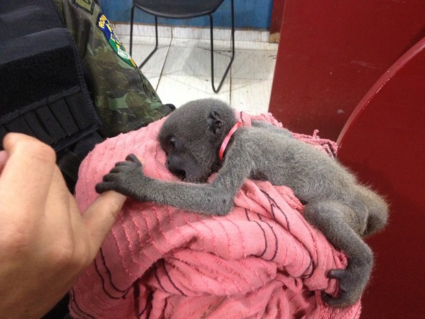 Filhote de macaco foi encontrado acorrentado em Porto Velho (Foto: Matheus Henrique/ G1)