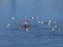 Leão-marinho acaba cercado por aves ao devorar peixe Leão-marinho acaba cercado por aves ao devorar peixe