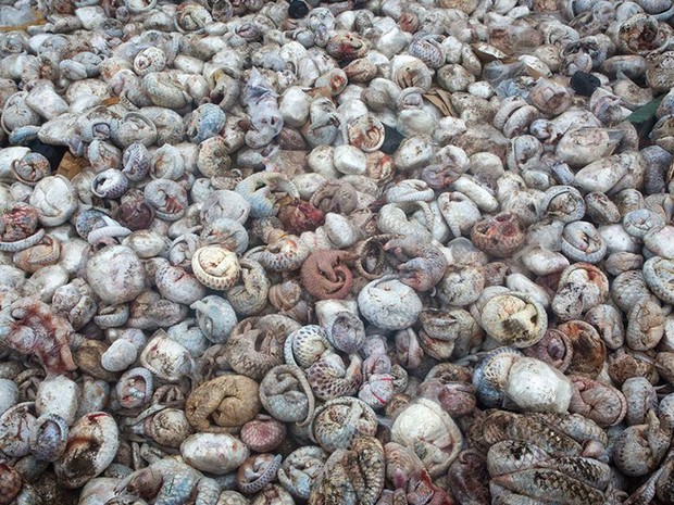 Wildlife Photographer of the Year (Foto: BBC/Paul Hilton)