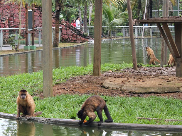 Ilha dos macacos no Zoológico do CIGS (Foto: Tiago Melo/G1 AM)