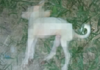 Jovem matou cachorro da família após dar golpe deterçado em animal (Foto: Polícia Militar)