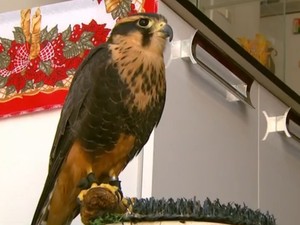 Falcão é criado dentro de casa em São João da Boa Vista, SP (Foto: Reprodução/EPTV)