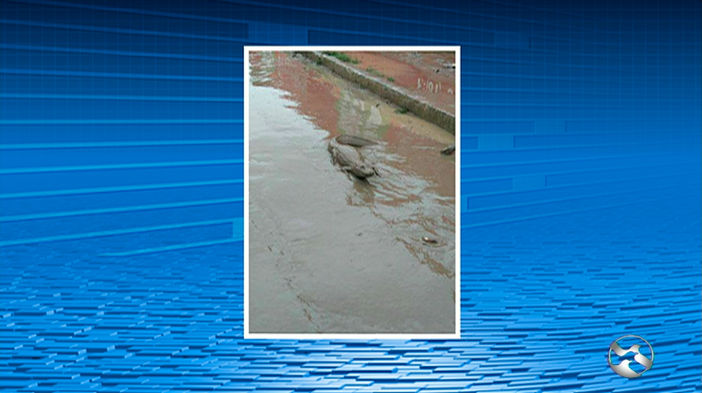 Jacaré foi encontrado após a forte chuva que atingiu Palmares (Foto: Reprodução/TV Asa Branca)