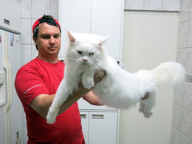 Por hobby, casal mantém 14 gatos 'gigantes' em apartamento de Santos, SP (Foto: Rodrigo Martins/G1)