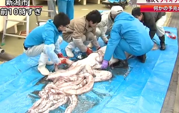Especialistas afirmam que animal media mais de 4 m de comprimento (Foto: Reprodução/YouTube/FNNnewsCH) Especialistas afirmam que animal media mais de 4 m de comprimento (Foto: Reprodução/YouTube/FNNnewsCH)