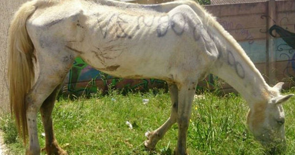 Morre égua que foi colocada à venda depois de ter sido pichada no ... - Globo.com