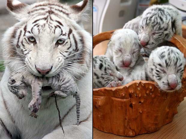 O Zoológico Skazka, em Yalta, na Ucrânia, exibe imagem de quatro filhotes de tigresa albina ‘Tigrylia’, que nasceram no complexo no último domingo (6). Um dos bichinhos puxou a mãe e também é um raro tigre albino. (Foto: Skazka Zoo / AP Photo)