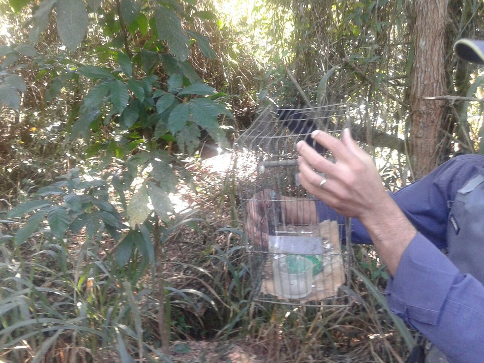 Ocorrência foi nesta quinta-feira (29), em Dracena (Foto: Polícia Ambiental/Cedida)