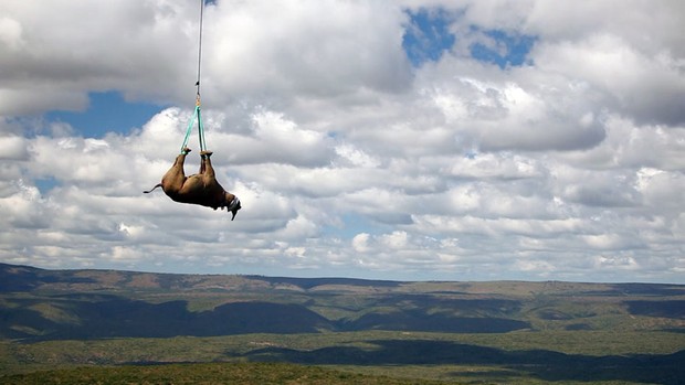 Rinoceronte-negro de variedade ainda não extinta é transportado de helicóptero na África do Sul para formar novas populações em outra parte do país. (Foto: Reuters/Green Renaissance-World Wildlife Fund)