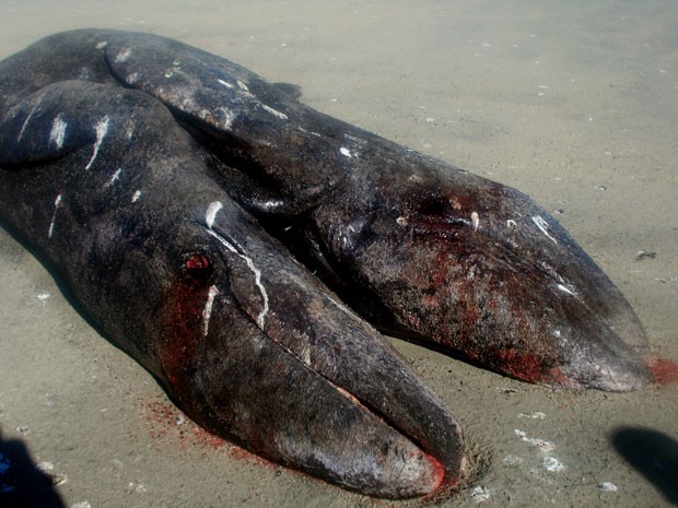 Pescadores encontraram um exemplar de baleia-cinzenta siamesa em uma praia do México (Fot Conanp/AFP)
