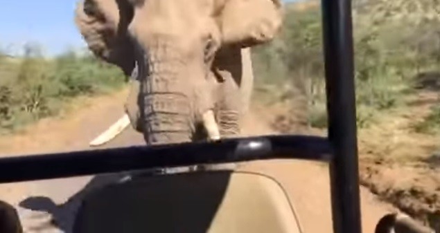Elefante persegue o carro do 'Exterminador'