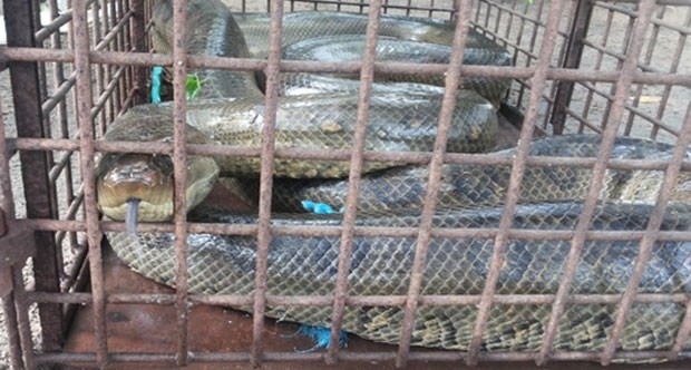 Cobra de seis metros é encontrada por populares em Parnaíba (Fot Thiago Arcanjo/Proparnaiba.com)