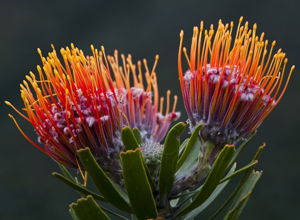 Flores de uma protea do gênero Leucospermum colorem os canteiros do jardim botânico Kirstenbosch da Cidade do Cabo. (Foto: Haroldo Castro/ Época)