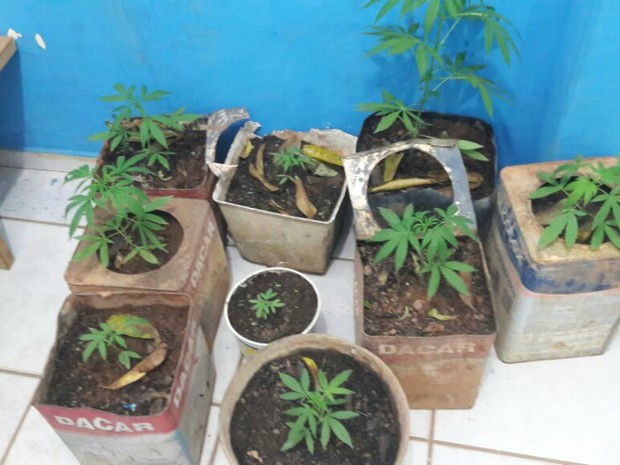 Pés de maconha estavam escondidos dentro de casa (Foto: Eliseu Vieira/Folha do Sul)