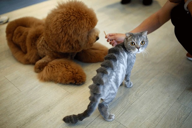 Gato com corte de 'espinha de estegossauro'; quando pelo fica eriçado, ele parece um pequeno dinossauro felino. (Foto: Tyrone Siu/Reuters)