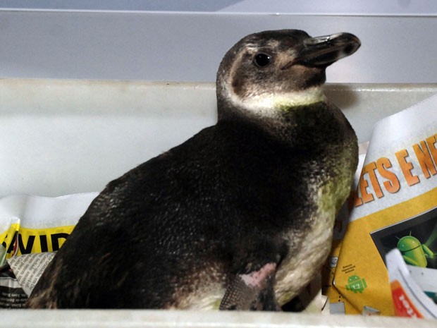 Pinguim foi encontrado por moradores de Muriqui na segunda-feira (Foto: Divulgação / Prefeitura de Mangaratiba)