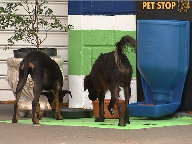 Cachorros podem se alimentam em cocho instalado em Dourado (Foto: Felipe Lazzarotto/ EPTV) Cachorros podem se alimentam em cocho instalado em Dourado (Foto: Felipe Lazzarotto/ EPTV)