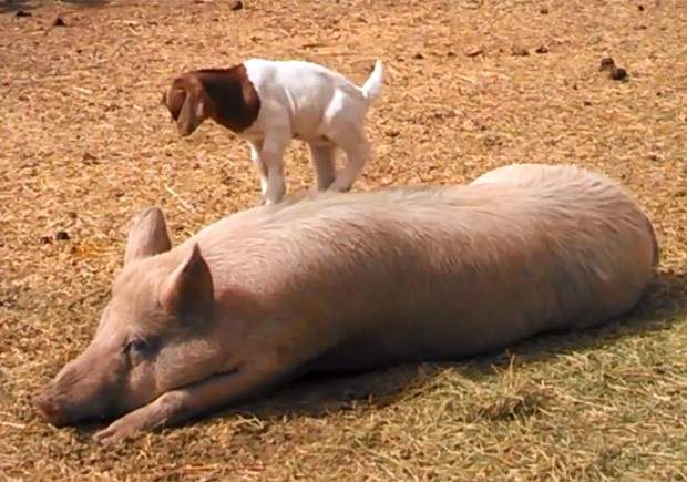 Filhote de cabra se divertiu nas costas de porco, que não deu a mínima para o animal (Foto: Reprodução/YouTube/rovirosar)