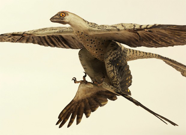Ilustração mostra como seria o Microraptor, dinossauro com aspecto de pássaro que também possuía grandes penas nas patas traseiras (Foto: Divulgação/Denis Finnin/Museu Americano de História Natural)