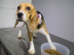 Cães da raça beagle passam por exames em clínica veterinária nesta tarde de sexta-feira (18) em São Roque. (Foto: Jardiel Carvalho/Frame/Folhapress)