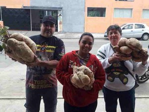 Aposentada mostra batata-doce 'gigante' junto com moradores do bairro (Foto: Rauston Naves/Vanguarda Repórter)