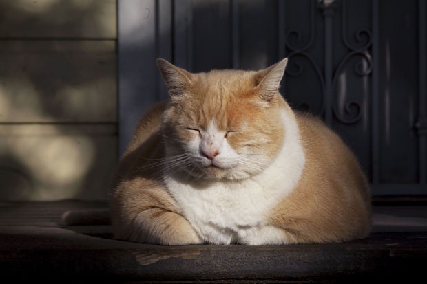 Felino conta uma página no Facebook (Foto: Sue Morrow/Sacramento Bee/AP)