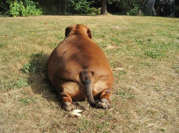 Em 2012, cachorro da raça dachshund chegou a pesar incríveis 35 kg (Foto: Reprodução/Facebook/Obie Dog Journey)