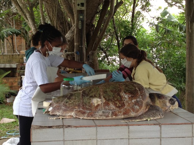 Estudantes do Ceclimar estudam espécies encontradas mortas à beira-mar. Projeto Nossa Terra (Foto: Roberta Salinet/RBS TV)