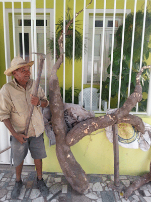 Mandioca gigante em Acajutiba, na Bahia (Foto: Iderlan Campos de Matos/Arquivo Pessoal)
