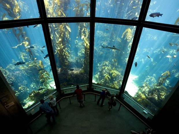 O aquário de Monterey, na Califórnia (Foto: Renault Philippe / hemis.fr/ AFP)