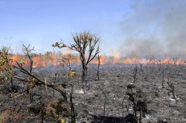 Incêndio atinge vegetação seca em Colônia do Piauí (Foto: Lamec/Mural da Vila)