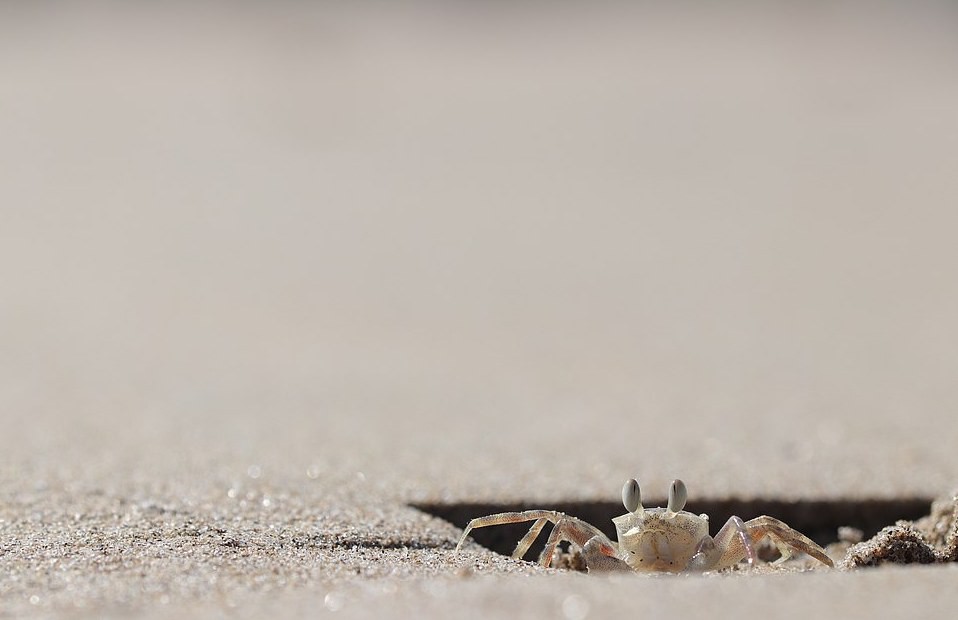 A fotografia mostra um caranguejo-fantasma, espécie que habita praias arenosas e tem hábitos noturnos (Foto: BMC Ecology/HaoYun Zhuang)