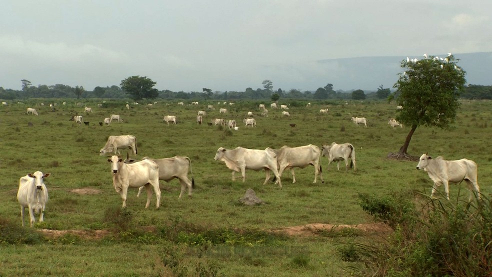 Em 2016,  cabeças de gado foram apreendidos em fazenda em que ministro é sócio-proprietário (Foto: Reprodução/TVCA)