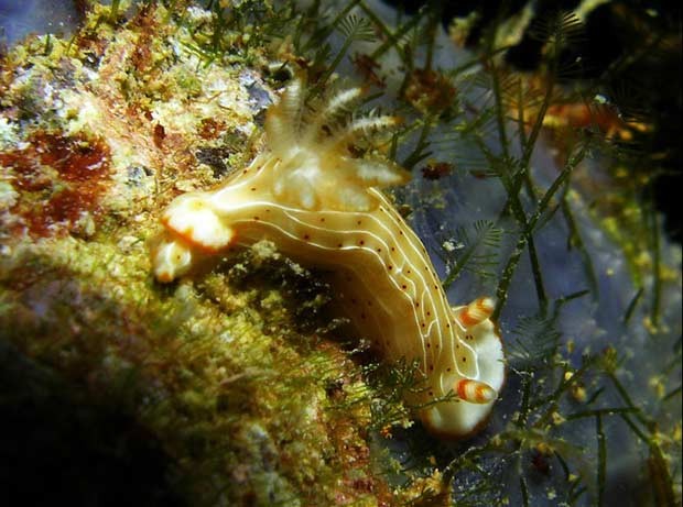 Bióloga especialistas nas criaturas marinhas introduz grande variedade de espécies de moluscos marinhos. (Foto: BBC)