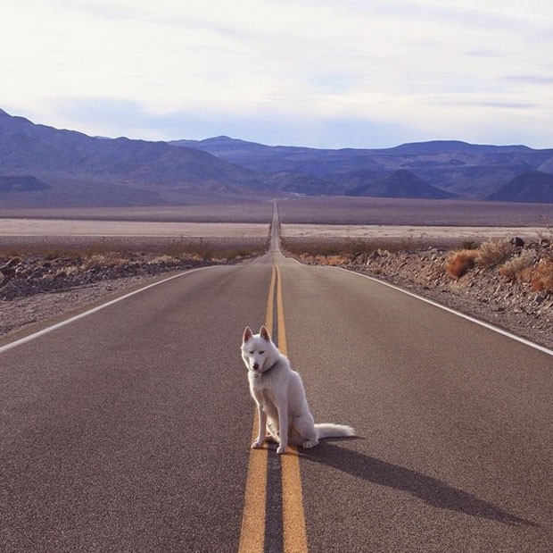 Wolf no Death Valley (Foto: John Stortz/Instagram)