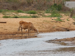 Gado sofre com a falta de chuvas na região Noroeste do Espírito Santo (Foto: Reprodução/ TV Gazeta)