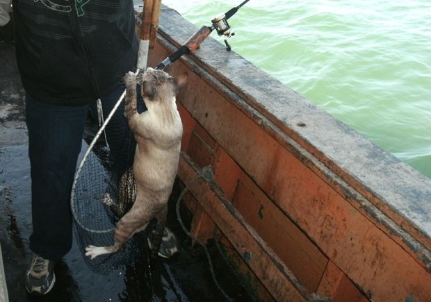 Gato resgatado em alto mar (Foto: Adryanno Tussing/Arquivo Pessoal)