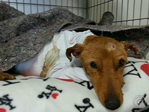 Foguinho, cachorro que morreu em Sorocaba vítima de maus tratos (Foto: Reprodução/TV Tem)