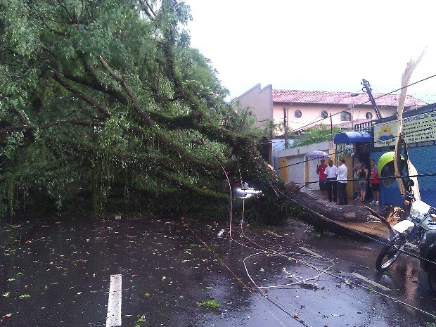 G Chuva Derruba Rvores E Destelha Pr Dios P Blicos Em S O Jos