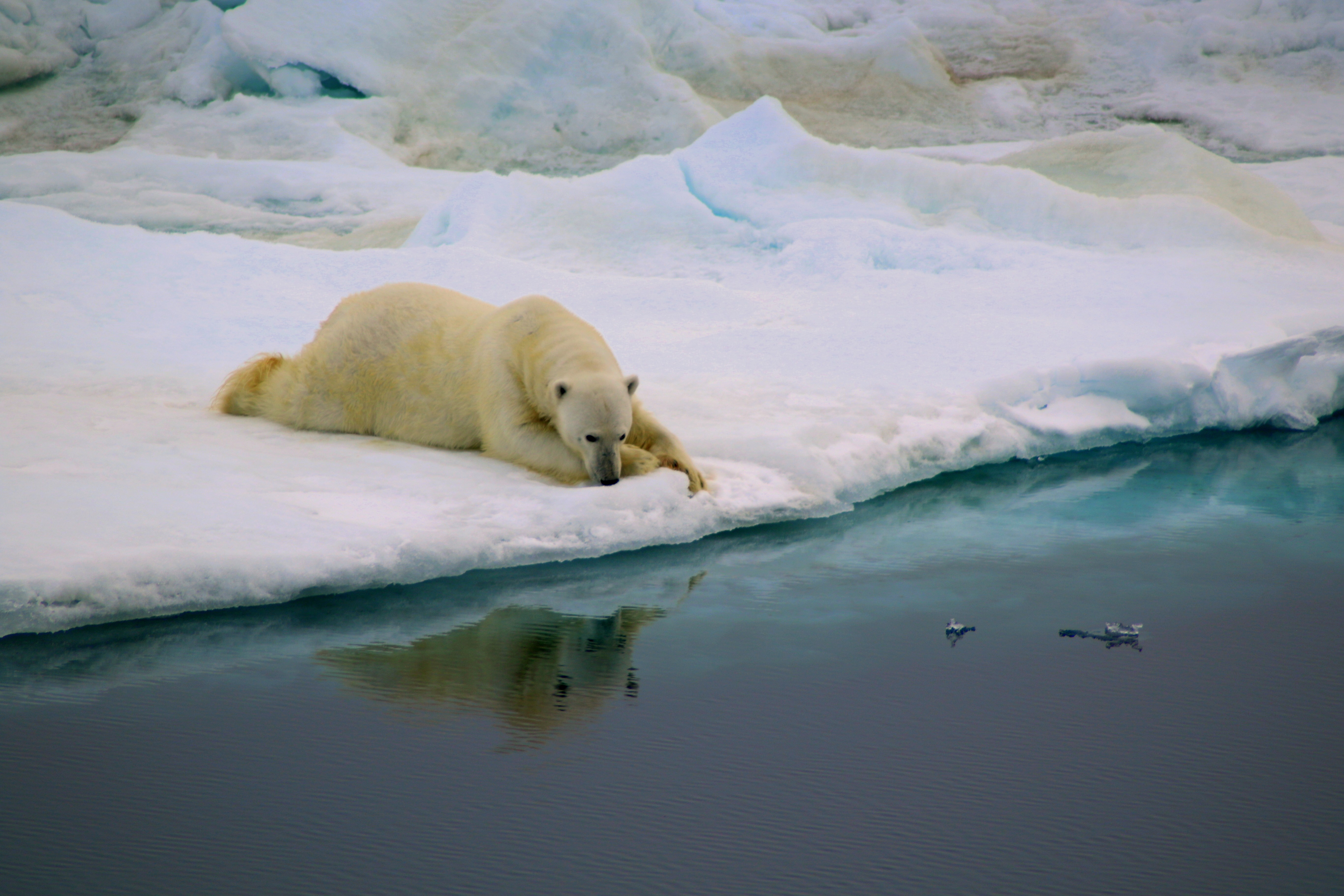 Feita por Antonia Doncila, a fotografia de um urso polar venceu na categoria 