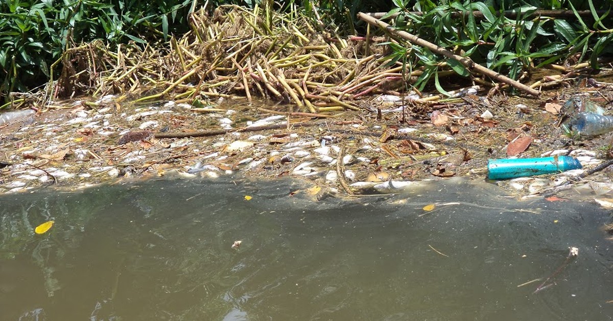 Centenas de peixes são encontrados mortos em rio do ES - Globo.com