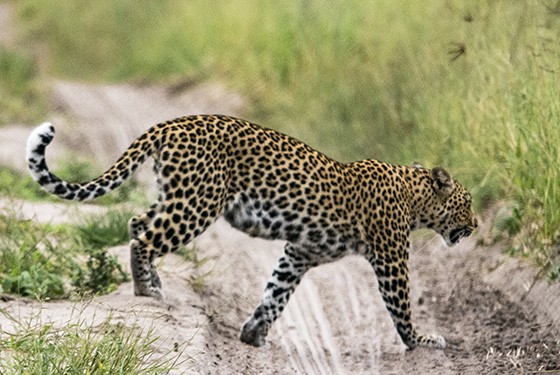 O felino cruza a estrada novamente: esta é minha última chance de fotografá-lo (Foto: © Haroldo Castro/ÉPOCA) O felino cruza a estrada novamente: esta é minha última chance de fotografá-lo (Foto: © Haroldo Castro/ÉPOCA)