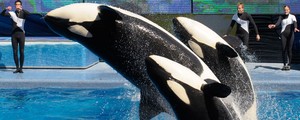 SeaWorld encerra shows com orcas após anos de polêmica nos EUA (Phelan M. Ebenhack/AP)