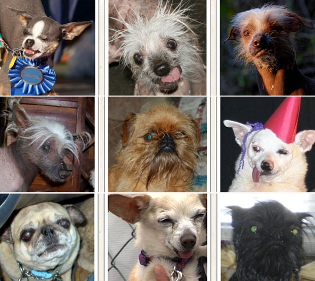 A partir da esquerda e de cima para baixo, Princess Abby, Rascal, Icky, Spam-o-Rama, Sputnick, Ratdog, Kaiya, Addie e Monkey (Foto: Divulgação/World