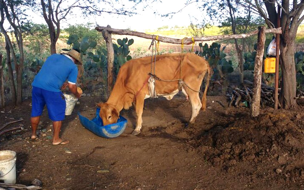 Vaca é sustentada por suporte de madeira com cordas em Itiúba (Foto: José dos Santos/Arquivo pessoal)