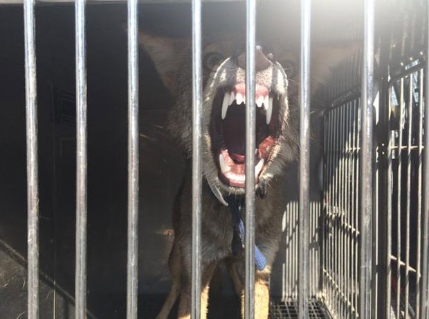 Morador de North Beach mantinha um coiote como animal de estimação pensando que fosse cão (Foto: Calvert County Sheriff's Office) Morador de North Beach mantinha um coiote como animal de estimação pensando que fosse cão (Foto: Calvert County Sheriff's Office)