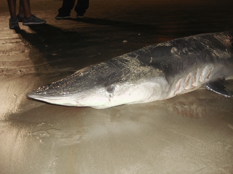Tubarão foi encontrado morto na noite de quarta-feira (27) (Foto: Museu Oceanográfico da Univali/Divulgação)